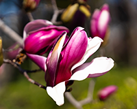 symbol_flower.png